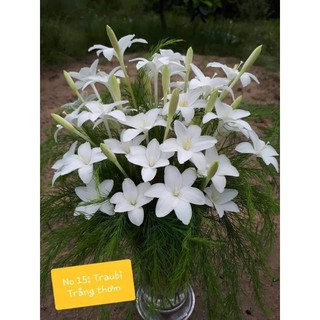 Củ hoa huệ mưa (tóc tiên) Cooperia Traubii hoa rất thơm ngoại nhập