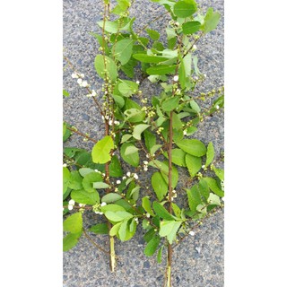 cây nổ gai phơi khô 1kg