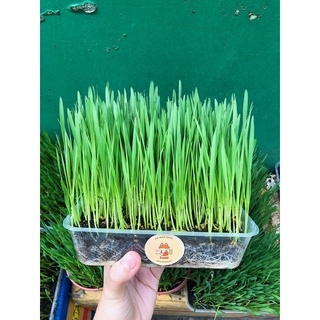 [ Giao Now, Grab ] Cỏ mèo tươi trồng sẵn