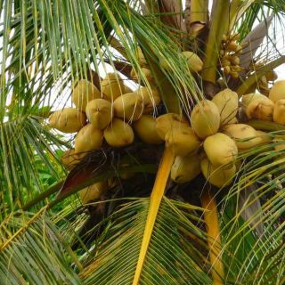 cây dừa vàng (dừa tam quan)