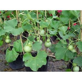 Hạt giống Bầu hồ lô mini