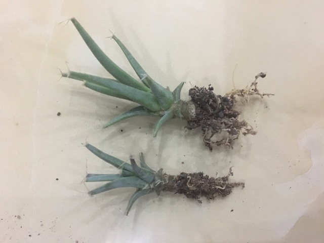 Cây xương rồng mới không gai Leuchtenbergia principis