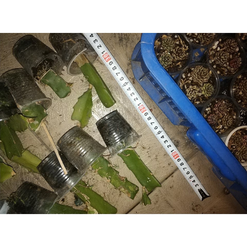 Giống xương rồng thanh long nam mỹ nhập khẩu