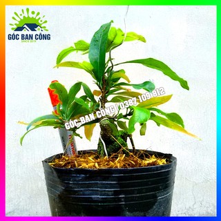Cây Mai Đại Lộc Gốc Quái Mini