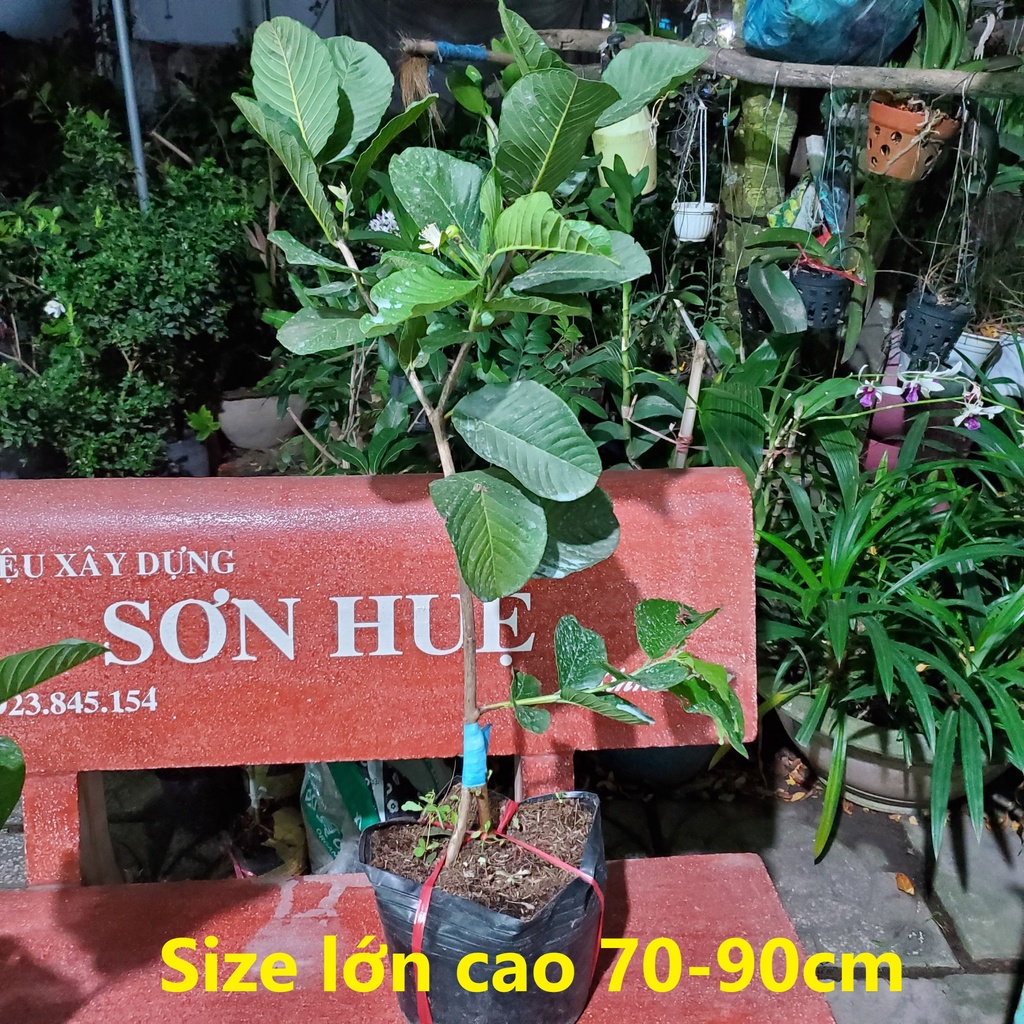 Cây Ổi Ruby Ruột Đỏ cao 70-90cm, Bầu To, gốc 1cm _Cây Đẹp Mới Về_[Ảnh thật]