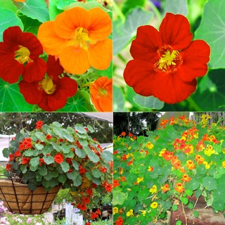 HẠT GIỐNG SEN CẠN NHẬP KHẨU