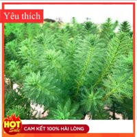 Cây thủy sinh xương cá
