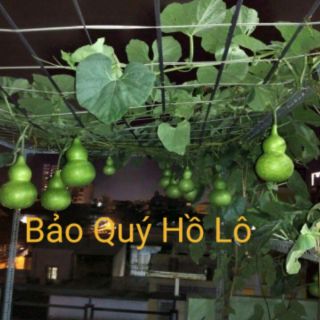 10 hạt Bầu Hồ Lô