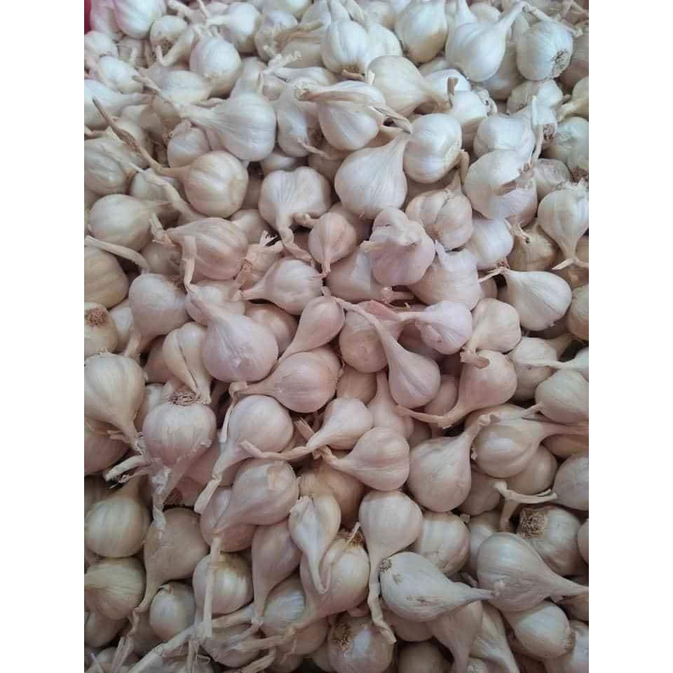 Tỏi Lý Sơn Quảng Ngãi Chính Gốc Loại 1 | BigBuy360 - bigbuy360.vn