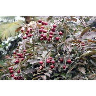 Chậu cây nhãn tím ( cao 40-70cm )