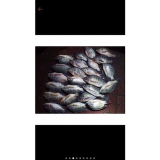 Combo 10kg bột chuyên câu cá phi ( tặng 1,5kg cám tanh thái )