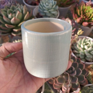 Chậu sứ trồng sen đá | FREESHIP