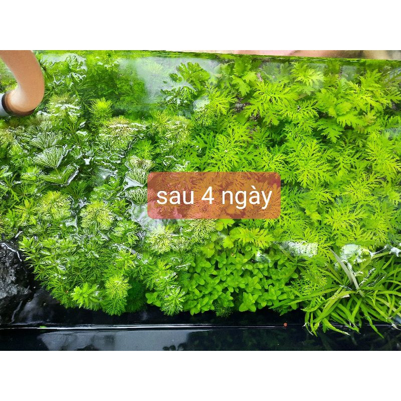 cây Thủy Cúc - cây thủy sinh không cần co2 và nền