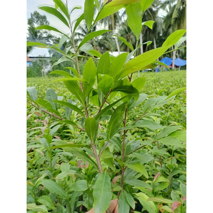 10 cây mai con quấn rễ