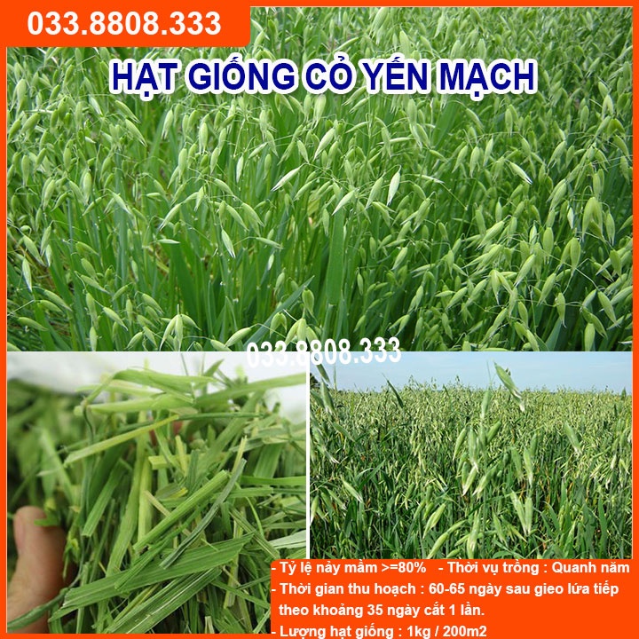 Hạt Giống Cỏ Yến Mạch 300g – Hạt Giống Cỏ Chăn Nuôi Chịu Lạnh Tốt - Chăn Nuôi Gia Súc Lớn và có thể dùng nuôi mèo