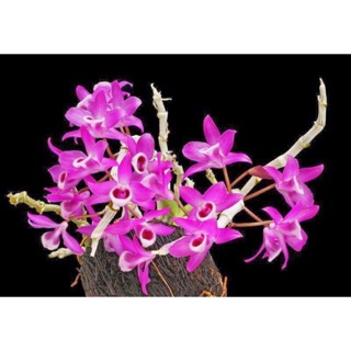 TRẦM TÍM GIỐNG hoa thơm- bền .