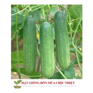 GÓI 10 HẠT GIỐNG DƯA LEO