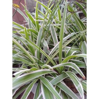 Cây dây nhện phong thủy 15k/ cây