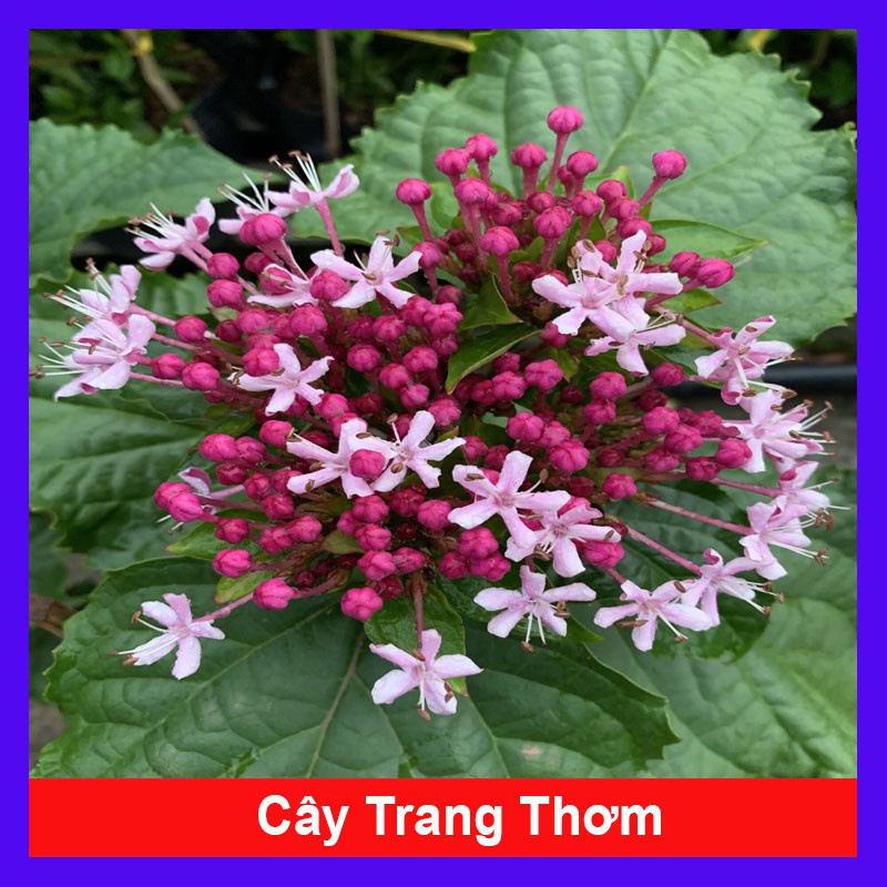 Cây trang thơm - Cây cảnh trong nhà + tặng phân bón cho cây - caykiengsadec