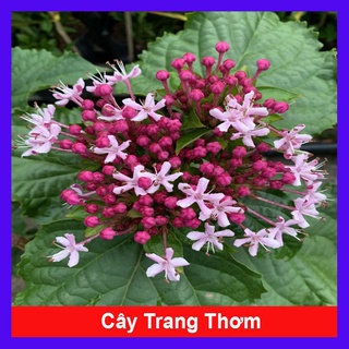 Cây trang thơm - Cây cảnh trong nhà - caykiengsadec
