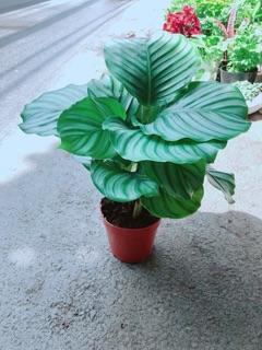 Đuôi Công Táo Xanh