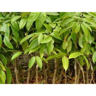Cây giống Vải không hạt. [ Chuẩn Giống cây Trồng ].