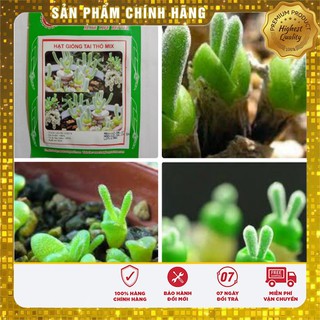 Hạt Giống Cây Tai Thỏ Lucky ( 5 hạt)