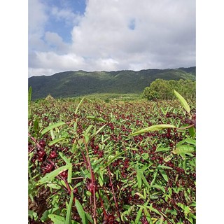 Siro Hoa Atiso đỏ handmade Bình thuận 1.1kg