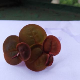 Bèo rễ đỏ thủy sinh