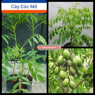 Cây Cóc Mỡ Trồng Chậu Giòn Ngon, Trái To