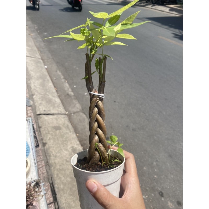 KIM NGÂN THẮT BÍM 3-5 GỐC