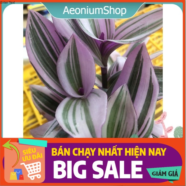Cây Thài Lài Hồng 🌸  Xuất Xứ Đà Lạt, Lỗi 1 Đổi 1