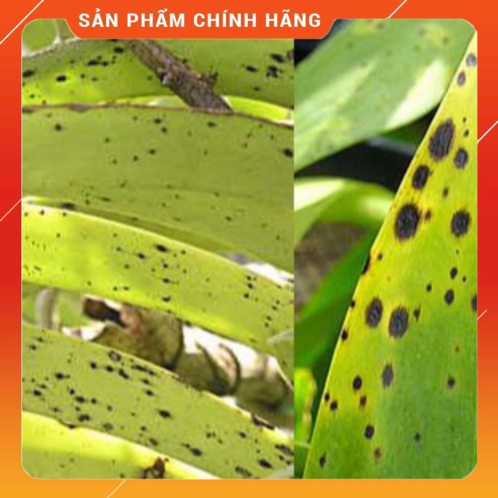 Thuốc trừ bênh Ridomil GOLD 100g - Sygenta . Nông Dược Xanh