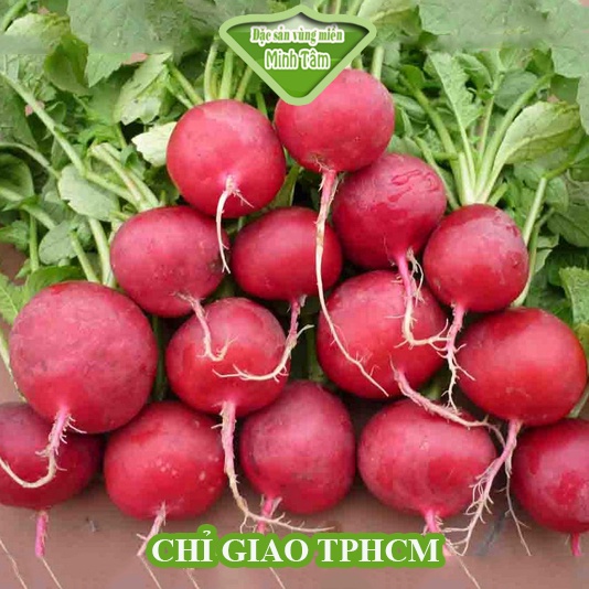 Củ dền tươi Đà Lạt loại 1