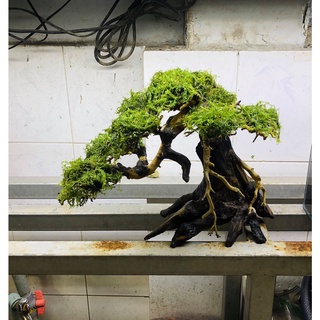 Cây bonsai thuỷ sinh  3 ( cao 25cm rộng tán 30cm)