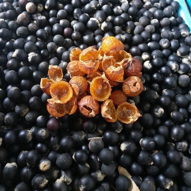 HẠT BỒ HÒN