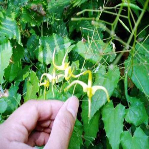 500G LÁ DÂM DƯƠNG HOẮC SAPA