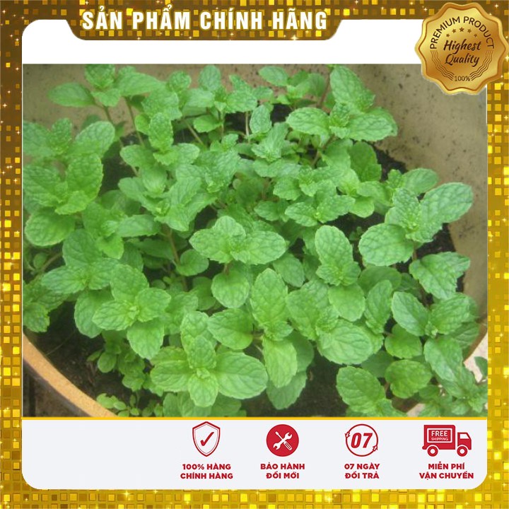 Hạt giống Rau Húng Lủi