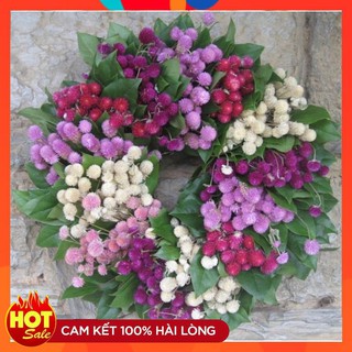 Hạt Giống Hoa Cúc Bách Nhật mix