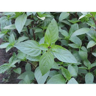 Hạt Giống Rau Húng Quế Thơm Ngon 10gr