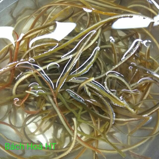 Rong phổ tai 1kg hàng loại 1