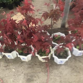 Chậu phong lá đỏ mini hình