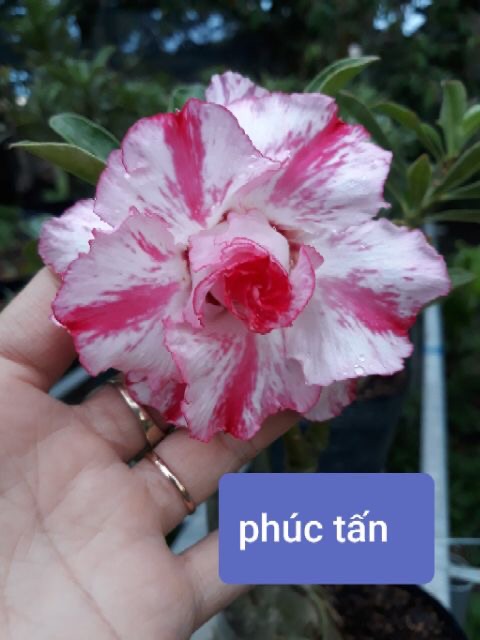 Cây giống sứ thái 5 cánh đơn