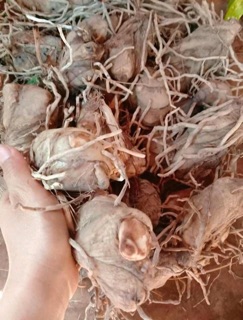 Combo 3 củ địa lan luân