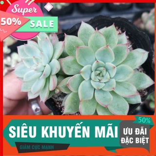 Sen đá viền hồng dù đẹp xinh, trang trí sân vườn nhà cửa