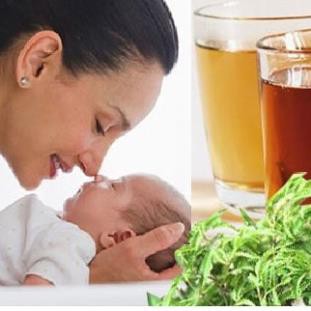 200gr Trà Lá Đinh Lăng Nếp Vườn Trồng Sạch, Thơm