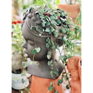 Chậu Cô Gái Trồng Cây