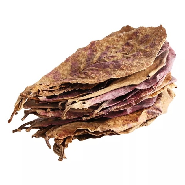 Combo 10 lá bàng nuôi cá