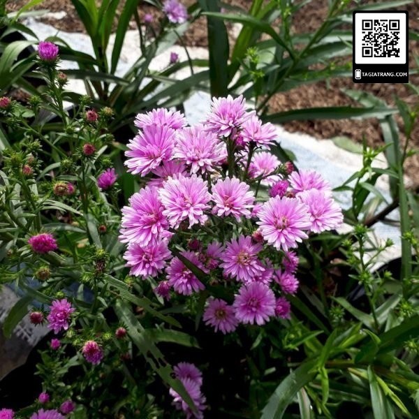 Hạt giống thạch thảo nhiều màu