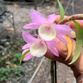 Phi điệp hồng tước hàng nhân kie